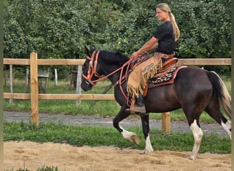 Pintos, Merrie, 3 Jaar, 148 cm, Gevlekt-paard