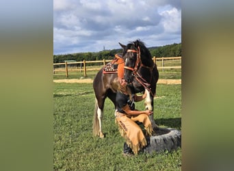 Pintos, Merrie, 3 Jaar, 148 cm, Gevlekt-paard