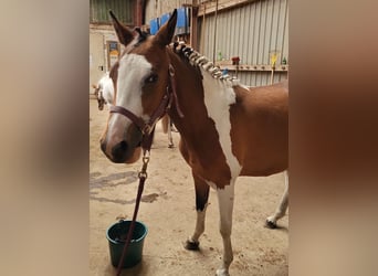 Pintos, Merrie, 3 Jaar, 150 cm, Gevlekt-paard