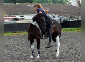 Pintos Mix, Merrie, 3 Jaar, 150 cm, Gevlekt-paard