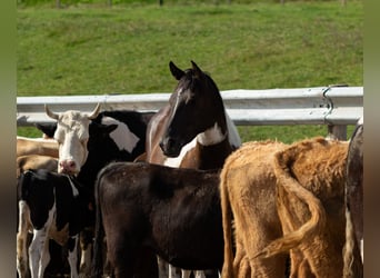 Pintos Mix, Merrie, 3 Jaar, 150 cm, Gevlekt-paard