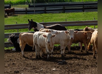 Pintos Mix, Merrie, 3 Jaar, 150 cm, Gevlekt-paard