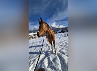 Pintos Mix, Merrie, 3 Jaar, 150 cm, Gevlekt-paard