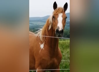 Pintos, Merrie, 3 Jaar, 155 cm, Tobiano-alle-kleuren