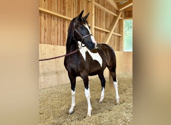 Pintos, Merrie, 3 Jaar, 165 cm, Gevlekt-paard