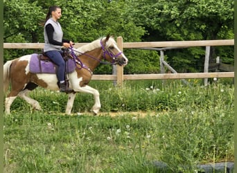 Pintos, Merrie, 4 Jaar, 135 cm, Gevlekt-paard