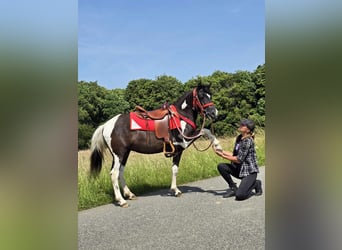 Pintos, Merrie, 4 Jaar, 136 cm, Gevlekt-paard