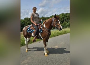 Pintos, Merrie, 4 Jaar, 145 cm, Gevlekt-paard