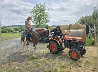 Pintos, Merrie, 4 Jaar, 145 cm, Gevlekt-paard