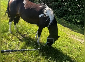 Pintos, Merrie, 4 Jaar, 147 cm, Gevlekt-paard