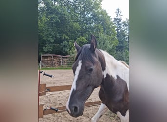 Pintos Mix, Merrie, 4 Jaar, 152 cm, Gevlekt-paard