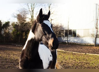 Pintos Mix, Merrie, 4 Jaar, 152 cm, Gevlekt-paard