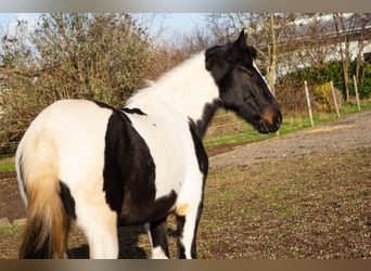 Pintos Mix, Merrie, 4 Jaar, 152 cm, Gevlekt-paard