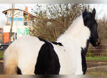 Pintos Mix, Merrie, 4 Jaar, 152 cm, Gevlekt-paard