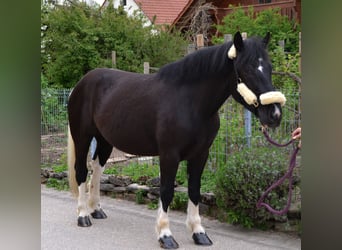 Pintos Mix, Merrie, 4 Jaar, 152 cm, Gevlekt-paard