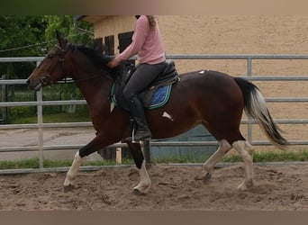 Pintos, Merrie, 4 Jaar, 152 cm, Gevlekt-paard