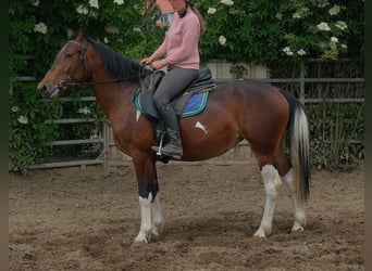 Pintos, Merrie, 4 Jaar, 152 cm, Gevlekt-paard