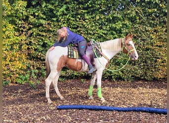Pintos, Merrie, 4 Jaar, 153 cm, Gevlekt-paard