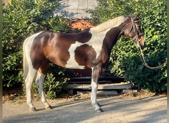 Pintos, Merrie, 4 Jaar, 153 cm, Gevlekt-paard