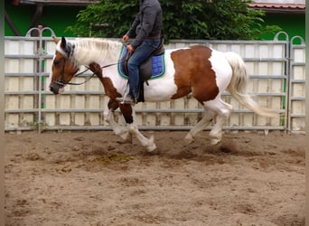 Pintos Mix, Merrie, 4 Jaar, 154 cm, Gevlekt-paard