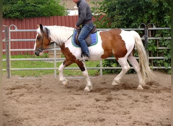 Pintos Mix, Merrie, 4 Jaar, 154 cm, Gevlekt-paard