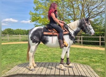 Pintos, Merrie, 4 Jaar, 154 cm