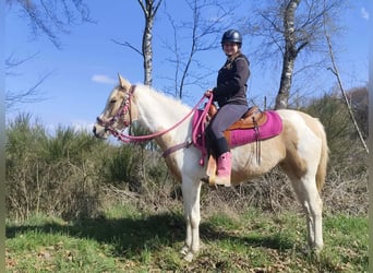 Pintos, Merrie, 4 Jaar, 155 cm, Gevlekt-paard