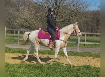 Pintos, Merrie, 4 Jaar, 155 cm, Gevlekt-paard