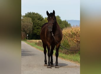 Pintos Mix, Merrie, 4 Jaar, 156 cm, Donkerbruin