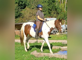 Pintos, Merrie, 4 Jaar, 157 cm, Gevlekt-paard