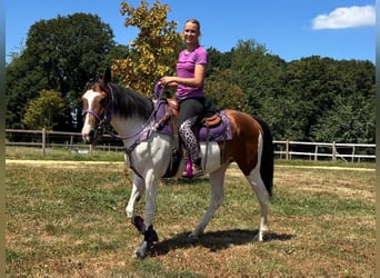 Pintos, Merrie, 4 Jaar, 157 cm, Gevlekt-paard
