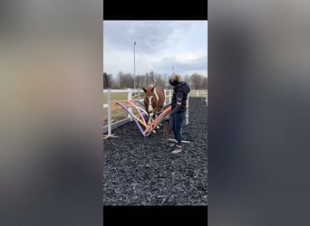 Pintos, Merrie, 4 Jaar, 160 cm, Tobiano-alle-kleuren