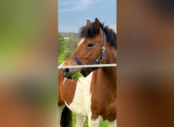 Pintos, Merrie, 5 Jaar, 133 cm, Gevlekt-paard