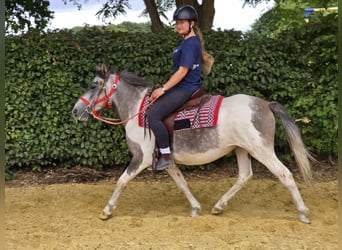 Pintos, Merrie, 5 Jaar, 136 cm, Gevlekt-paard