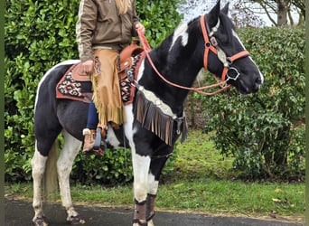 Pintos, Merrie, 5 Jaar, 154 cm, Gevlekt-paard