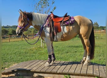 Pintos, Stute, 5 Jahre, 154 cm, Schecke