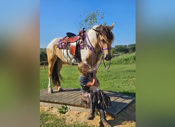 Pintos, Merrie, 5 Jaar, 154 cm, Gevlekt-paard