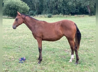 Pintos, Stute, 5 Jahre, 155 cm, Brauner