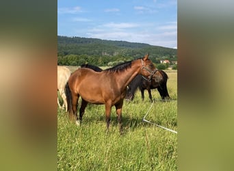 Pintos, Stute, 5 Jahre, 155 cm, Brauner