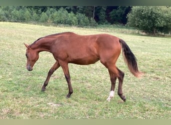 Pintos, Stute, 5 Jahre, 155 cm, Brauner