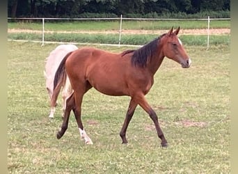 Pintos, Stute, 5 Jahre, 155 cm, Brauner