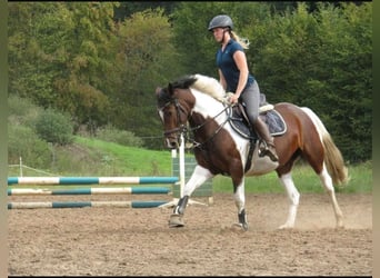 Pintos, Merrie, 5 Jaar, 155 cm, Gevlekt-paard