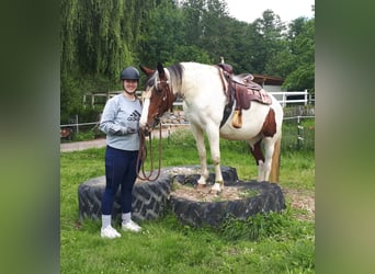Pintos, Merrie, 5 Jaar, 157 cm, Gevlekt-paard