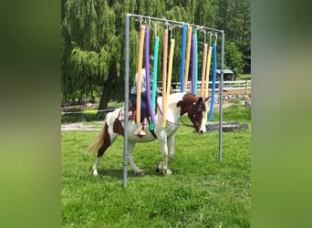 Pintos, Merrie, 5 Jaar, 157 cm, Gevlekt-paard