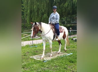 Pintos, Merrie, 5 Jaar, 157 cm, Gevlekt-paard