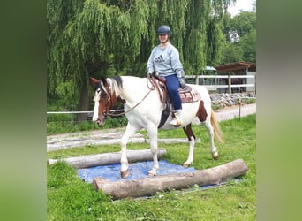 Pintos, Merrie, 5 Jaar, 157 cm, Gevlekt-paard