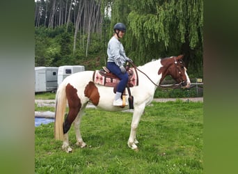 Pintos, Merrie, 5 Jaar, 157 cm, Gevlekt-paard