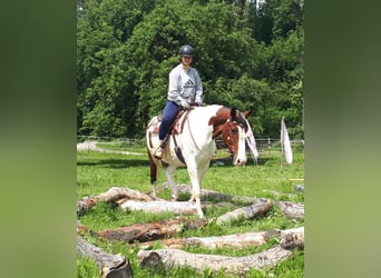 Pintos, Merrie, 5 Jaar, 157 cm, Gevlekt-paard