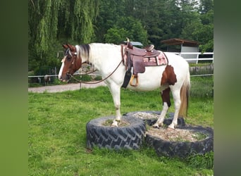 Pintos, Merrie, 5 Jaar, 157 cm, Gevlekt-paard