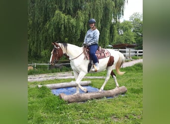 Pintos, Merrie, 5 Jaar, 157 cm, Gevlekt-paard